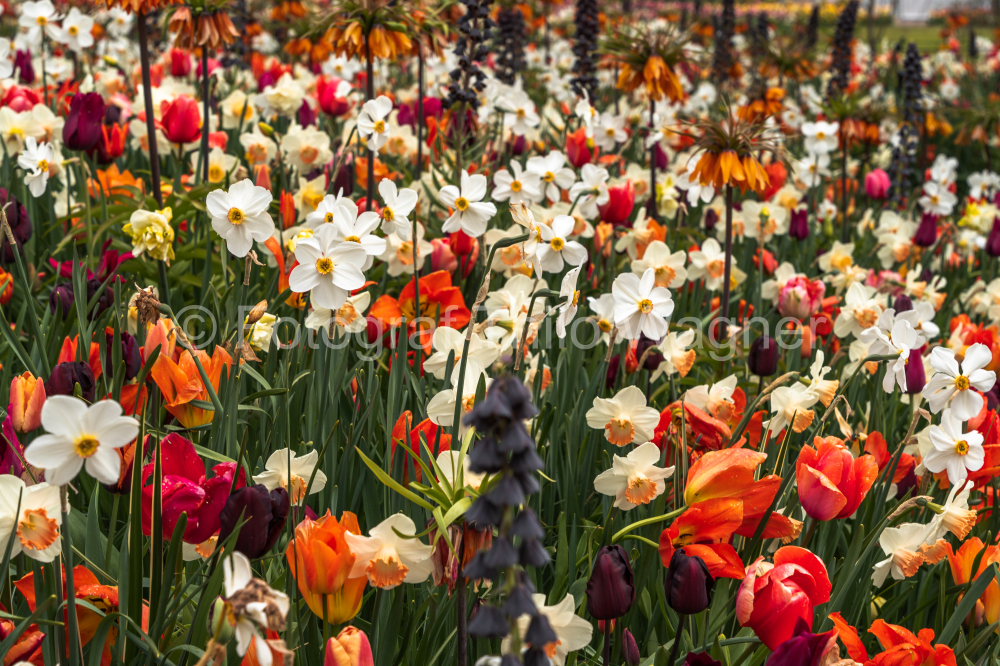 Tulips, daffodils and other spring flowers in the Keukenhof park in Netherlands