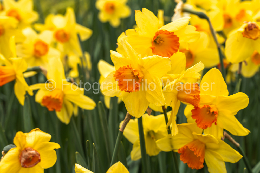 Daffodils in the Keukenhof park in Netherlands
