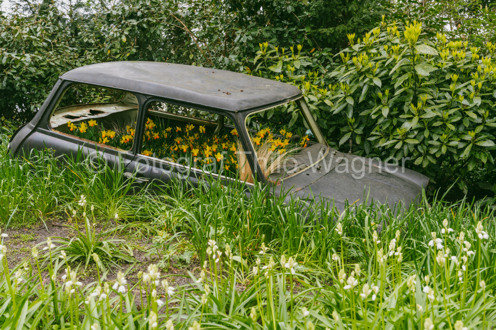 Abandoned old car in the garden of a country house. Keukenhof gardens in Lisse, Holland in spring
