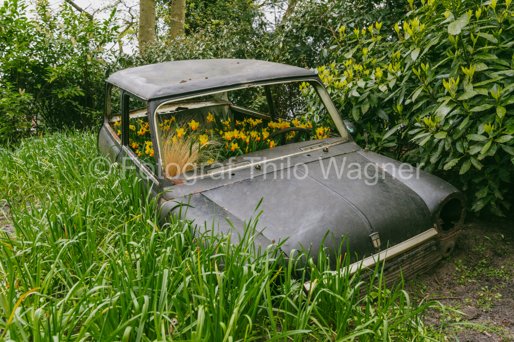 Old car in the garden with flowers on the roof. Keukenhof gardens in Lisse, Holland in spring