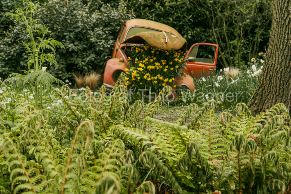 Abandoned old car with yellow daffodils in the garden. Keukenhof gardens in Lisse, Holland in spring