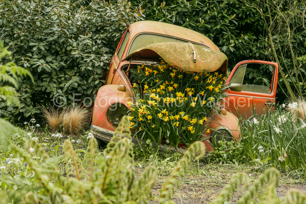 Abandoned old car with yellow daffodils in the garden. Keukenhof gardens in Lisse, Holland in spring