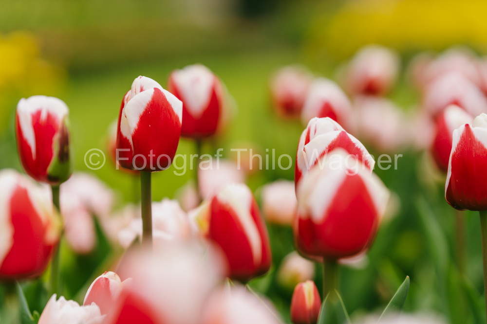 Tulips blooming in Keukenhof park in Netherlands