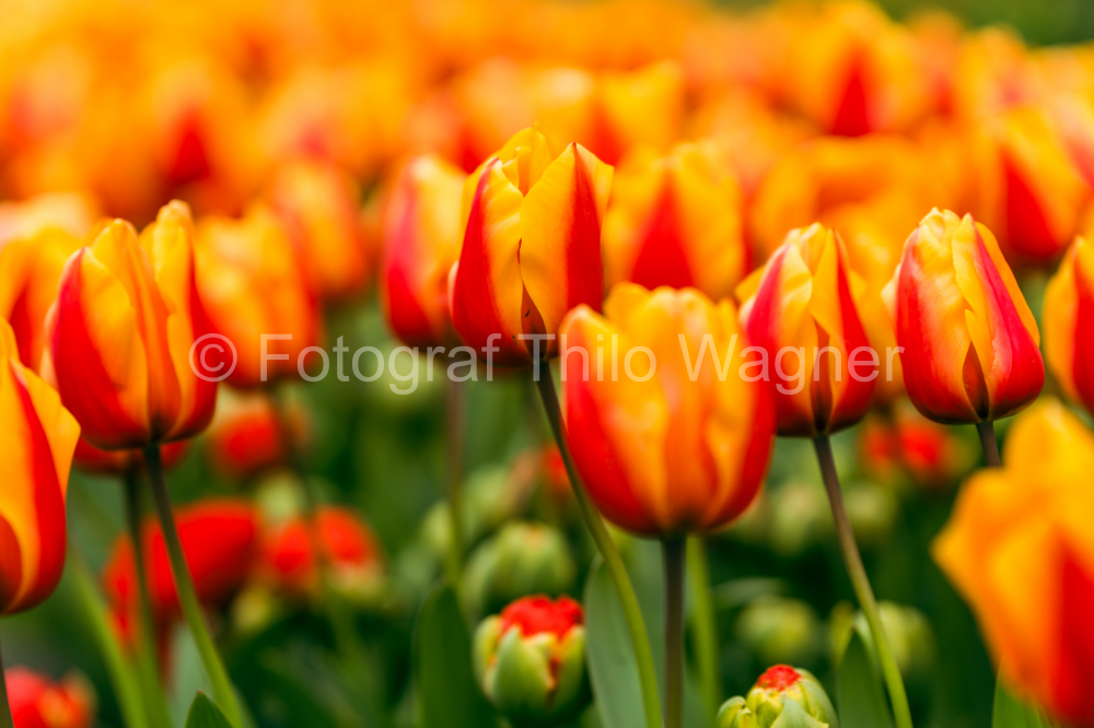 Colorful tulip flowers blooming in the garden in springtime. Keukenhof gardens in Lisse, Holland in spring