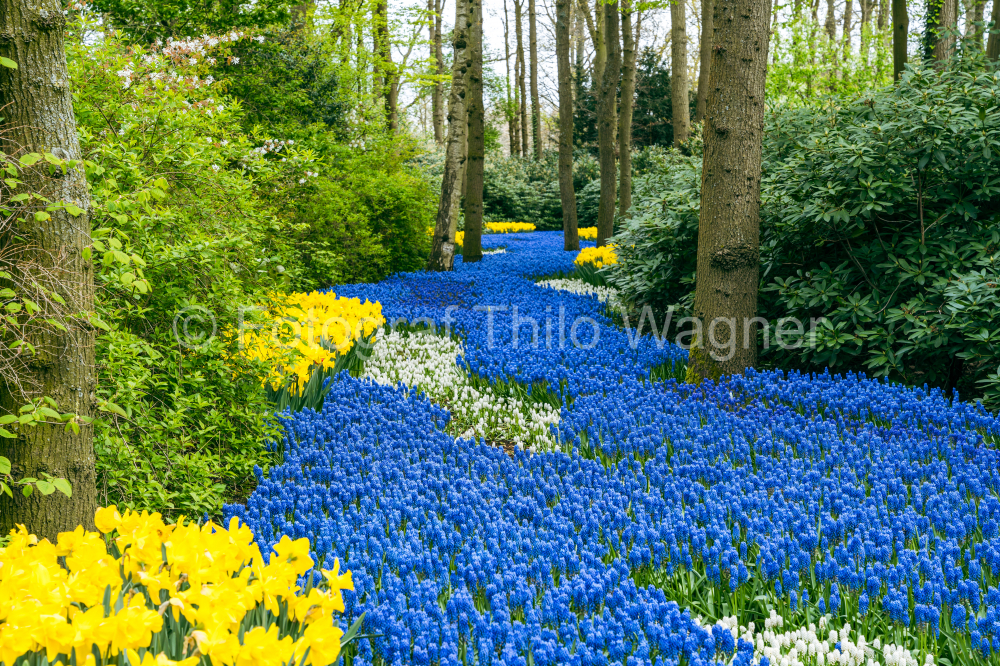 Keukenhof gardens in Lisse, Holland in spring. Colorful daffodils and tulips blooming in a spring garden.