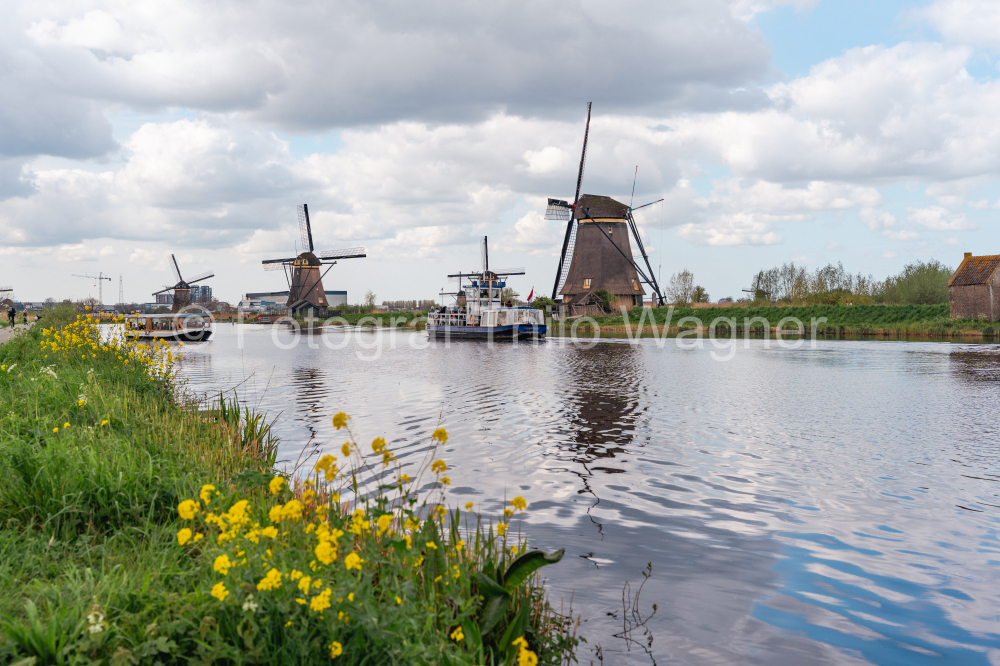 Traditional windmills and canals in the village of Kinderdijk in the Netherlands, South Holland in spring. Famous tourist attraction in Holland. Beautiful Dutch landscape with canal and reeds.