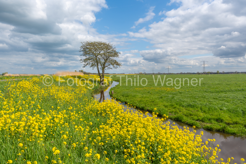 Canal through a sunny meadow in spring with trees in the background. Kinderdijk in the Netherlands, South Holland in spring.