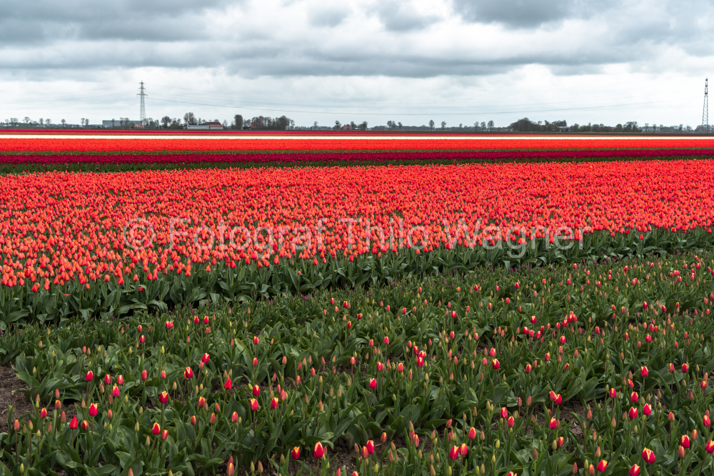 Transport your audience to the serene beauty of tulip fields in the Netherlands, where colorful blossoms stand out against cloudy skies. This tranquil scene perfectly embodies the charm of spring in Holland.