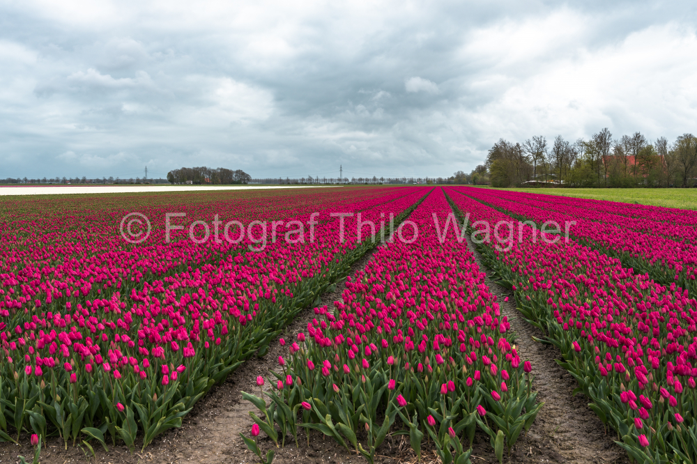 Tulip fields in The Netherlands, colorful tulip fields in Flevoland Noordoostpolder Holland, Dutch Spring views in the Netherlands, colorful tulip flowers in Spring on a sunny day