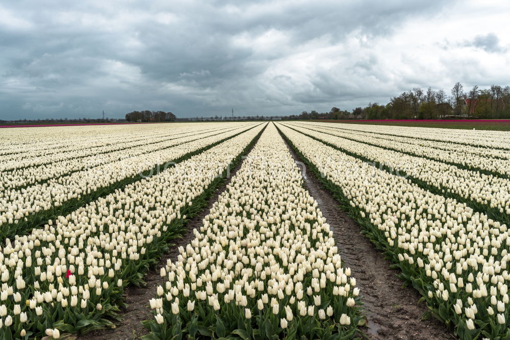 Journey to the heart of the Dutch countryside with a captivating view of tulip fields against a dramatic, cloud-laden sky. The vibrant colors of the blossoms create a visual symphony, capturing the natural allure of Holland