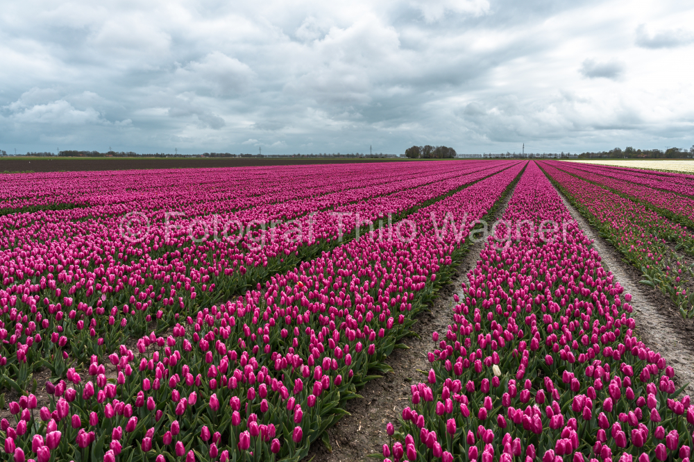 Immerse your audience in the serene beauty of tulip fields in the Netherlands, where colorful blossoms stand out against a backdrop of cloudy skies. This tranquil scene perfectly embodies the charm of spring in Holland.