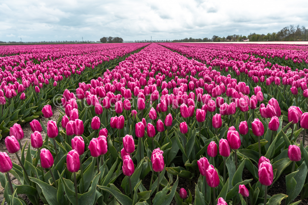 Imbue your projects with the charm of the Netherlands through this captivating portrayal of tulip fields. The cloudy sky enhances the vibrancy of the blossoms, creating an image perfect for celebrating the natural beauty of Dutch tulip landscapes.