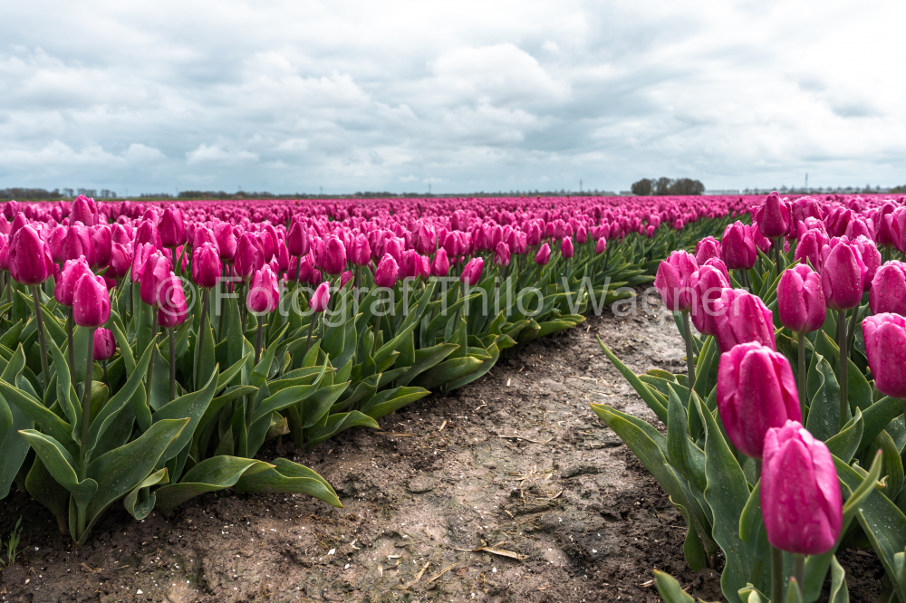 Behold the magic of tulip season in Holland with this exquisite scene. The expansive tulip fields, set against a backdrop of clouds, offer a captivating glimpse into the picturesque beauty of the Dutch countryside during spring.