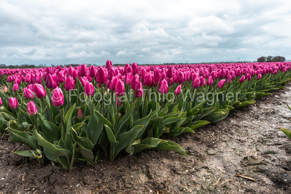 Colorful tulip fields in the Dutch province of Flevoland in the municipality of Noordoostpolder with cloudy sky.