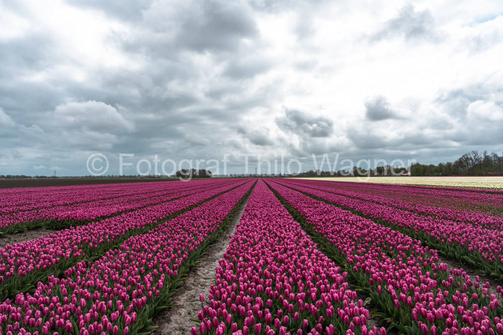 Inspire with the enchanting vibrancy of Holland