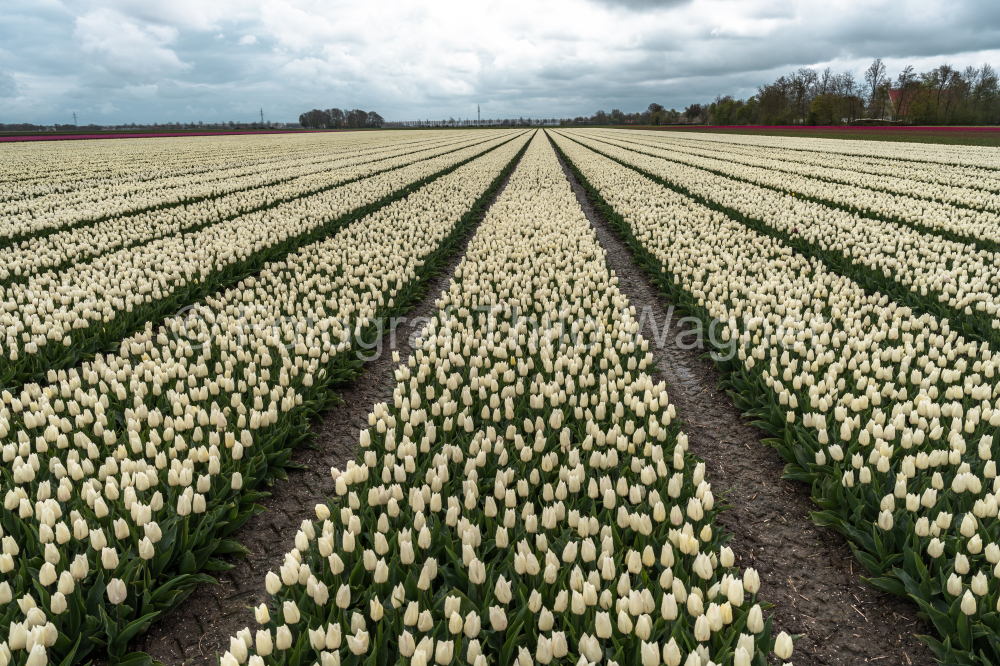 Colorful tulip fields in the Dutch province of Flevoland in the municipality of Noordoostpolder with cloudy sky.