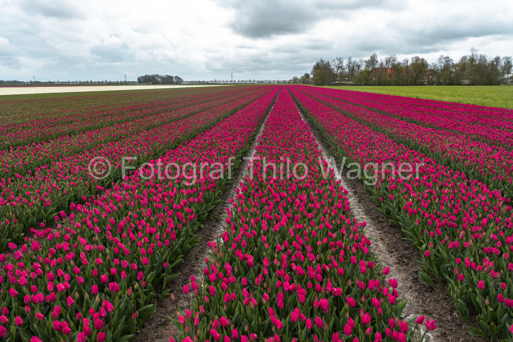 Journey to the heart of the Dutch countryside with a captivating view of tulip fields against a dramatic, cloud-laden sky. The vibrant colors of the blossoms create a visual symphony, capturing the natural allure of Holland