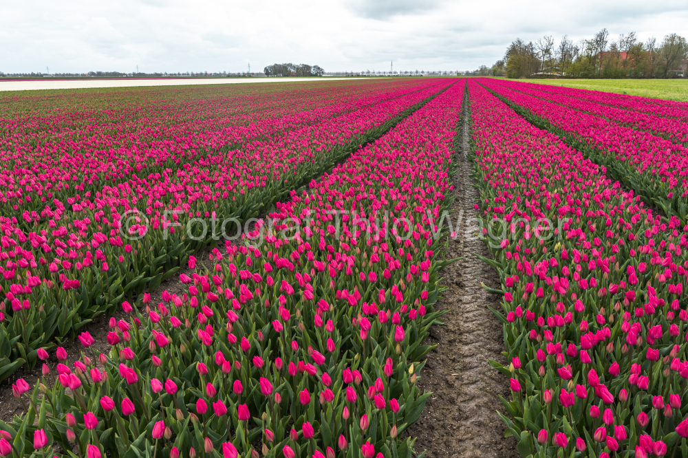 Capture the essence of Holland