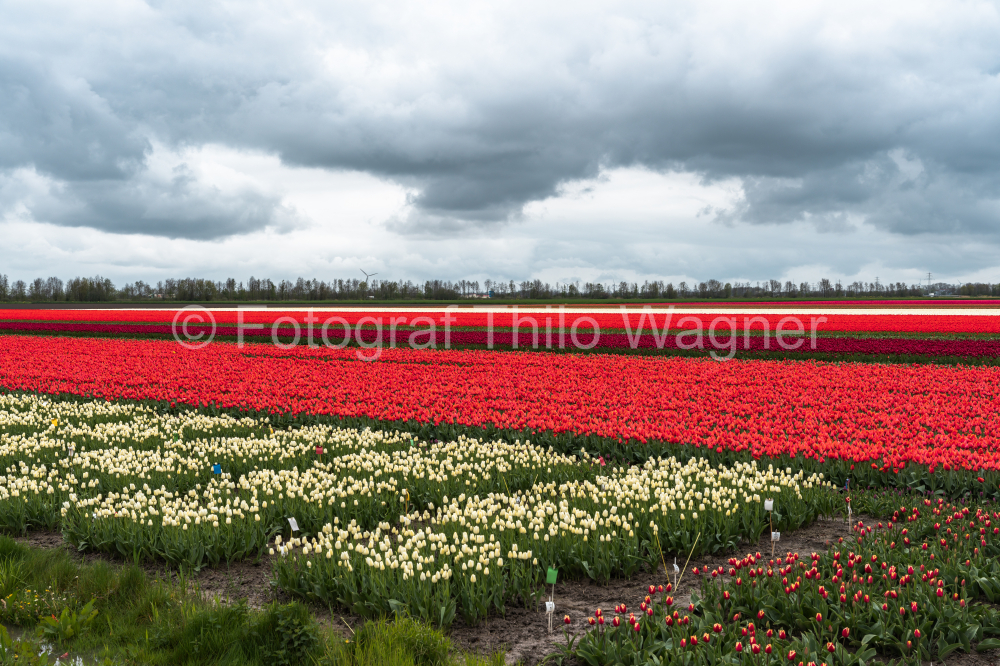 Imbue your projects with the charm of the Netherlands through this captivating portrayal of tulip fields. The cloudy sky enhances the vibrancy of the blossoms, creating an image perfect for celebrating the natural beauty of Dutch tulip landscapes.