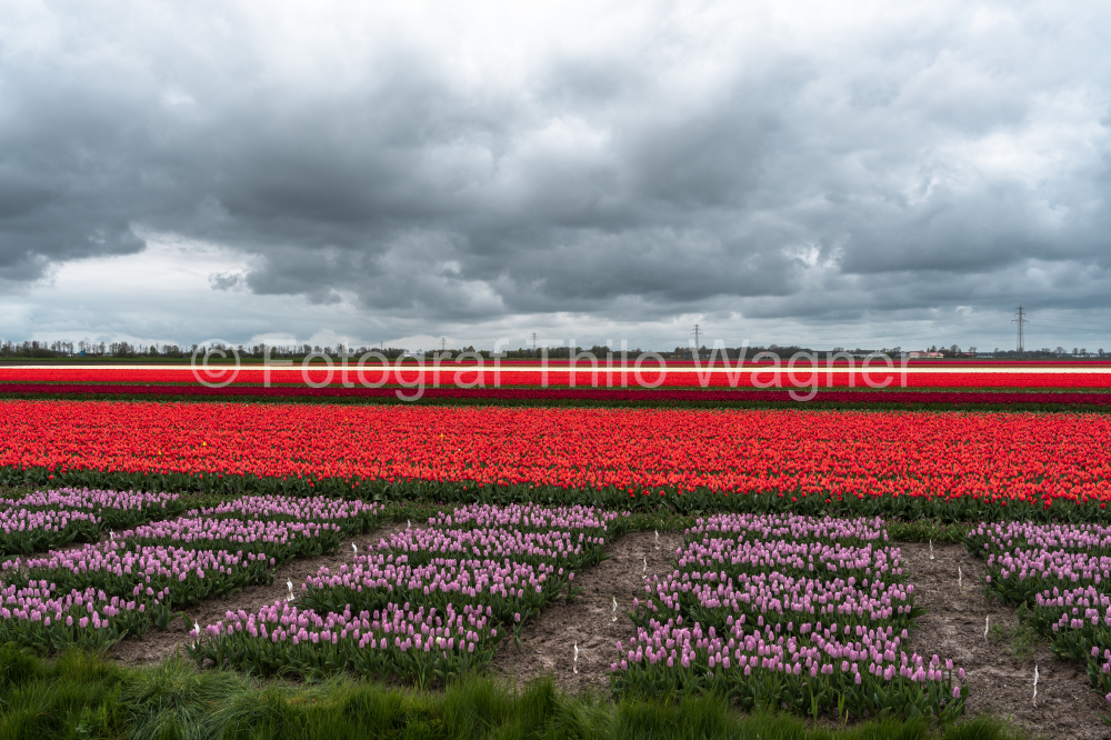 Behold the magic of tulip season in Holland with this exquisite scene. The expansive tulip fields, set against a backdrop of clouds, offer a captivating glimpse into the picturesque beauty of the Dutch countryside during spring.