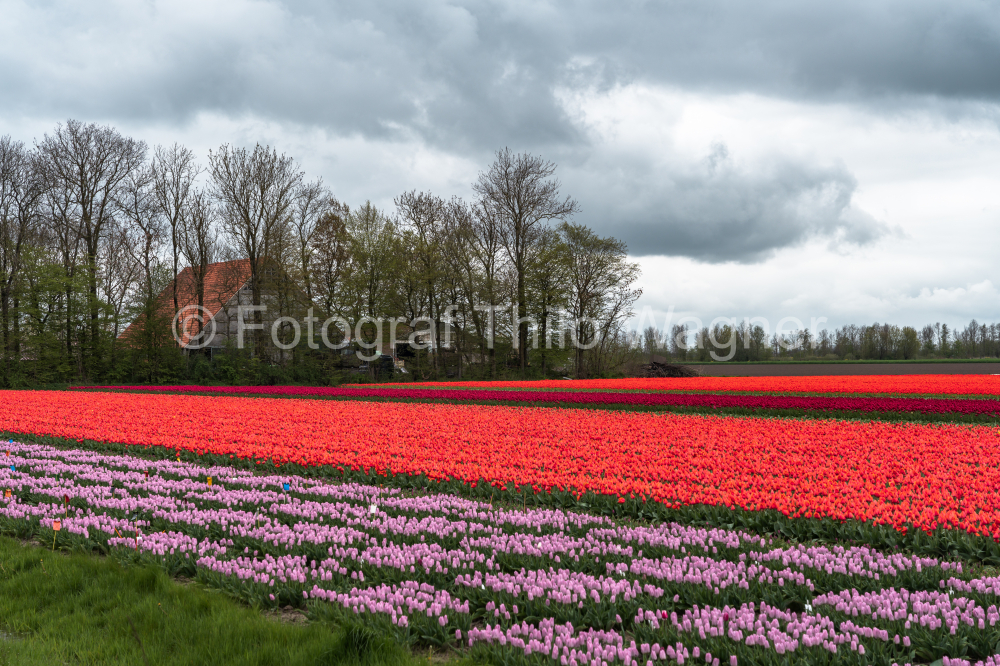 Transport your audience to the serene beauty of tulip fields in the Netherlands, where colorful blossoms stand out against cloudy skies. This tranquil scene perfectly embodies the charm of spring in Holland.