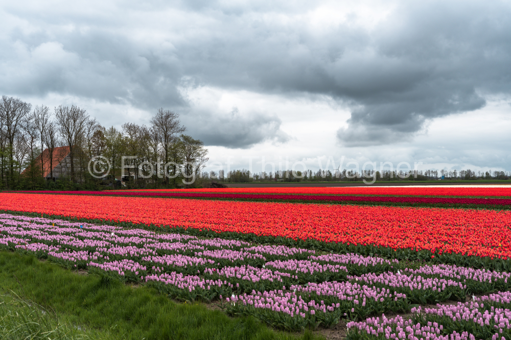Immerse your audience in the serene beauty of tulip fields in the Netherlands, where colorful blossoms stand out against a backdrop of cloudy skies. This tranquil scene perfectly embodies the charm of spring in Holland.