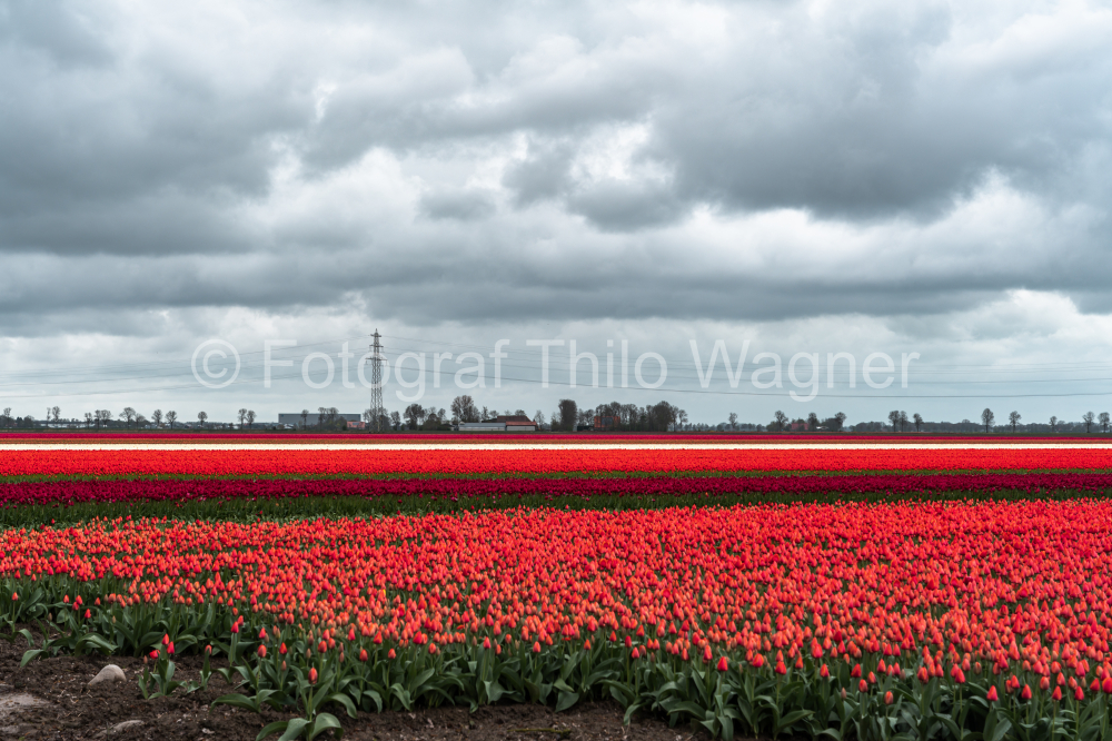Inspire with the enchanting vibrancy of Holland