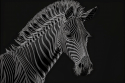 zebra-moire-fractal-3d-professional-black-and-white-2
