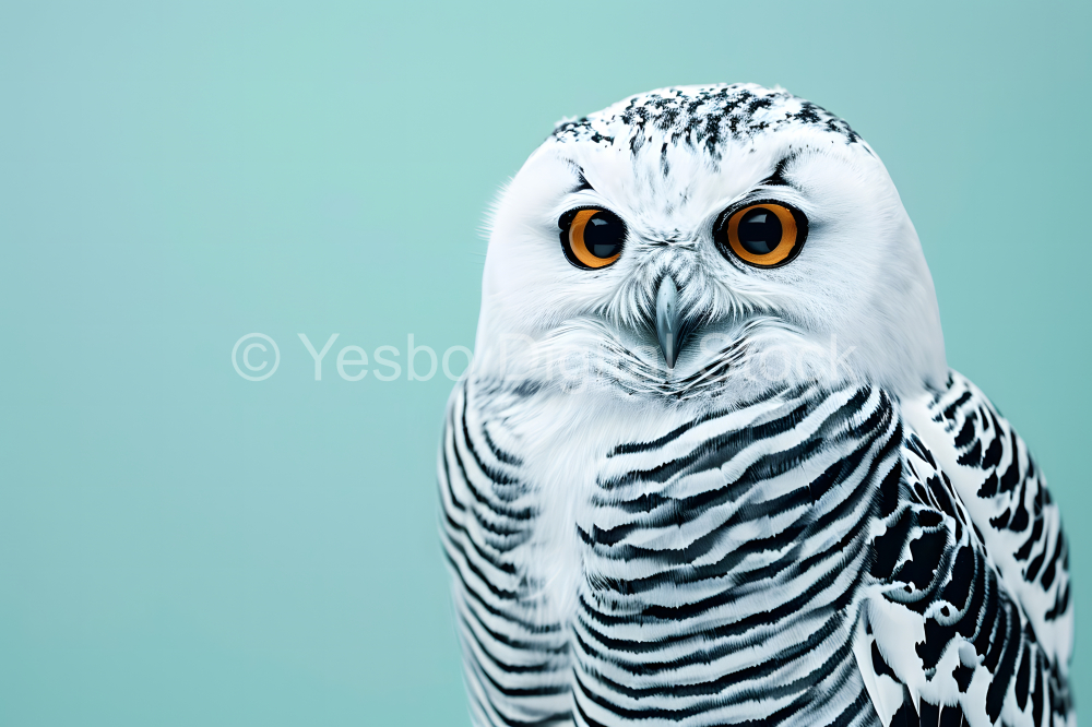 Snowy owl isolated on blue background with copy space for text.