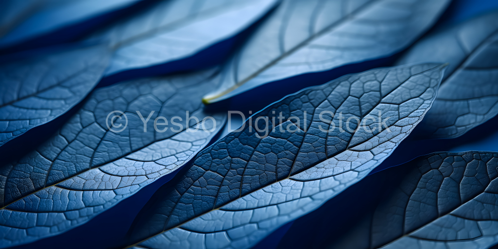 Blue leaves background, close-up. Nature concept.