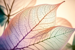 leaf-structure-leaf-background-with-veins-and-cells-translucent-with-light-pastel-colors