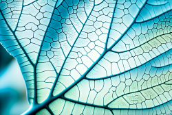 leaf-structure-leaf-background-with-veins-and-cells-translucent-with-light-blue-pastel-colors