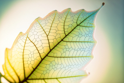 leaf-structure-leaf-background-with-veins-and-cells-translucent-with-light-pastel-colors-6