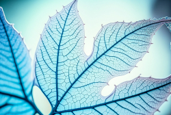 leaf-structure-leaf-background-with-veins-and-cells-translucent-with-light-blue-pastel-colors-3