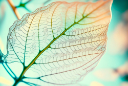 leaf-structure-leaf-background-with-veins-and-cells-translucent-with-light-pastel-colors-2