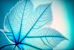 leaf-structure-leaf-background-with-veins-and-cells-translucent-with-light-blue-pastel-colors-4