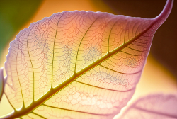 leaf-structure-leaf-background-with-veins-and-cells-translucent-with-light-pastel-colors-5