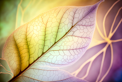 leaf-structure-leaf-background-with-veins-and-cells-translucent-with-light-pastel-colors-7