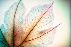 leaf-structure-leaf-background-with-veins-and-cells-translucent-with-light-pastel-colors-8