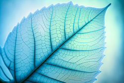 leaf-structure-leaf-background-with-veins-and-cells-translucent-with-light-blue-pastel-colors-5