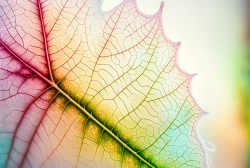 leaf-structure-leaf-background-with-veins-and-cells-translucent-with-light-pastel-colors-9