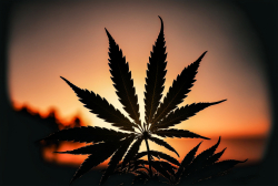 silhouette-of-cannabis-leaf-at-sunrise-3