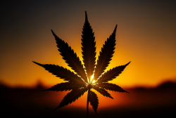 silhouette-of-cannabis-leaf-at-sunrise-4