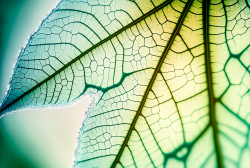 leaf-texture-pattern-leaf-background-with-veins-and-cells-macro-photography-translucent-with-light-pastel-colors-2