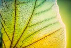 leaf-texture-pattern-leaf-background-with-veins-and-cells-macro-photography-translucent-with-light-pastel-colors-4