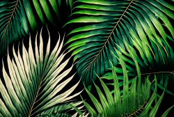 seamless-pattern-tyle-of-palm-leaveswallpaper-3