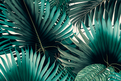 seamless-pattern-tyle-of-palm-leaveswallpaper-8