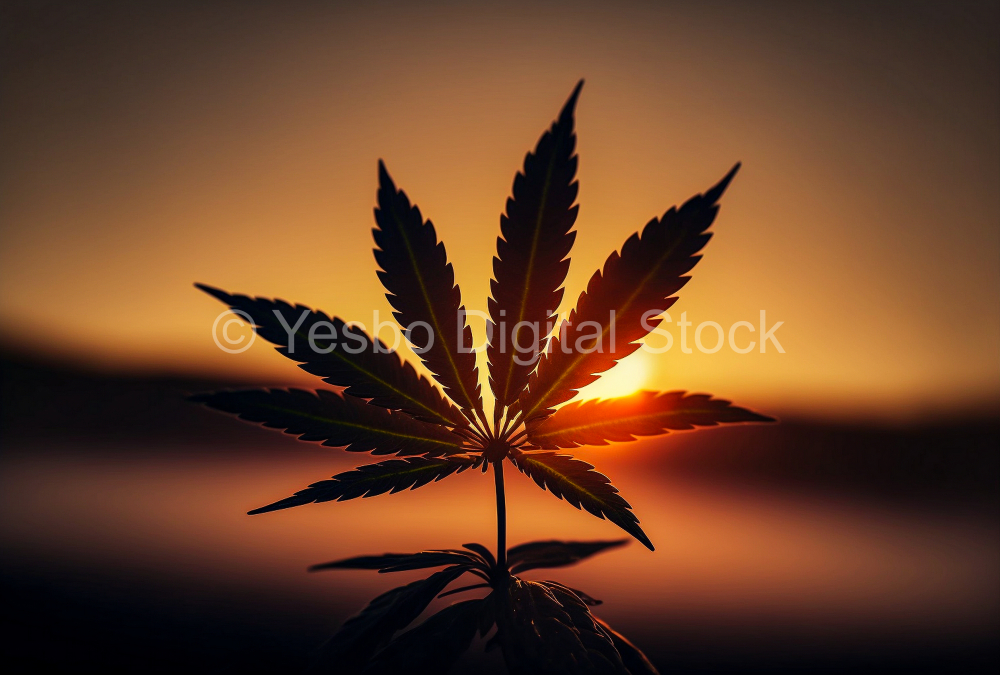 silhouette-of-cannabis-leaf-at-sunrise