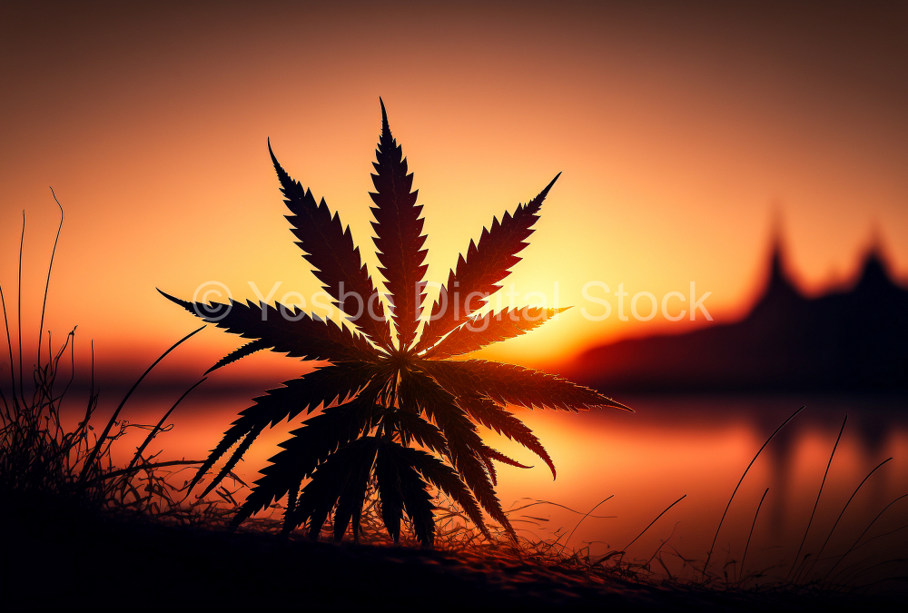 silhouette-of-cannabis-leaf-at-sunrise-2